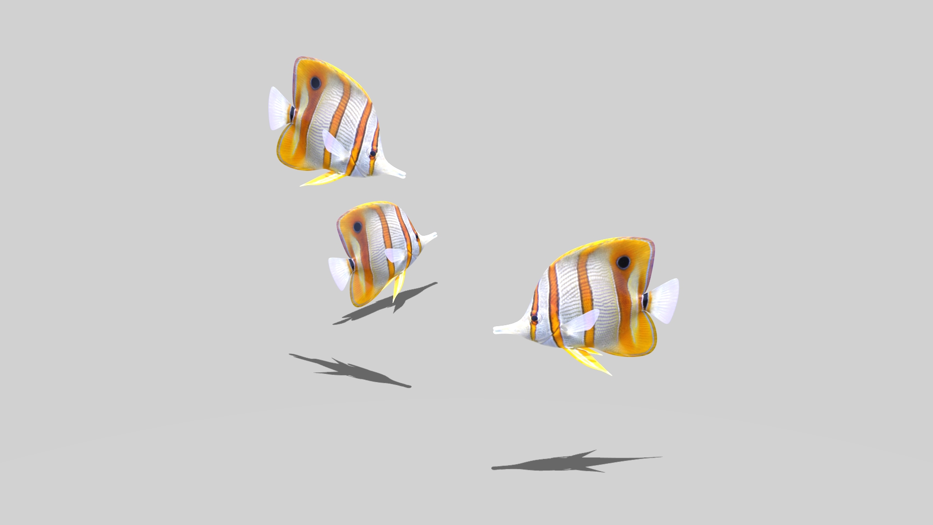 Free 3D Copperband Butterflyfish
